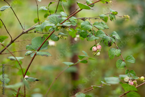 Fototapeta Naklejka Na Ścianę i Meble -  owoce jesieni