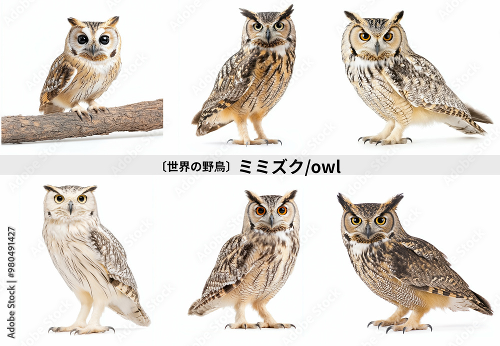 Fototapeta premium ミミズク・フクロウ／owl 珍しい鳥、人気の鳥、大型の野鳥。白背景セット Generative AI