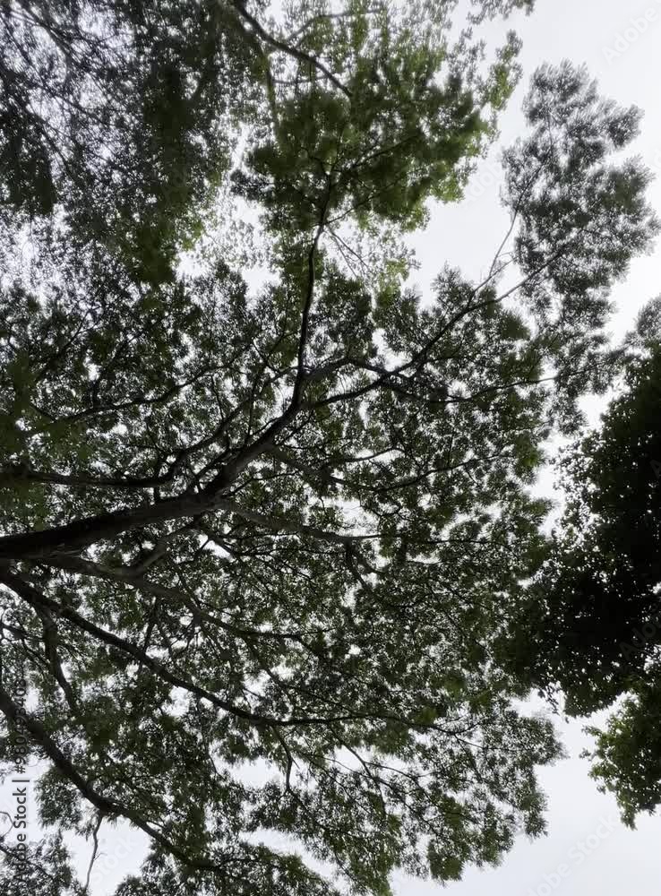 trees in the woods trees in the woods