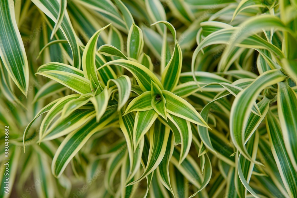 Fototapeta premium green leaf grass background