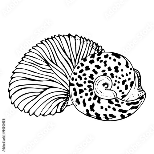 Line Round trochus snail spiral seashell with Nautilus black and white vector illustration. Tropical ocean mollusk animals from Indonesia and Philippines for coloring and nautical design