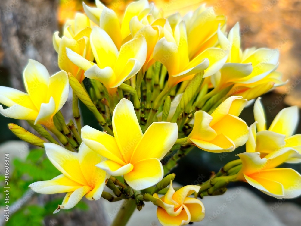 Obraz premium A cluster of fully bloomed Frangipani flowers (Plumeria alba), with bright yellow centers and white edges, displaying their vibrant beauty. Perfectly captured against a simple backdrop.