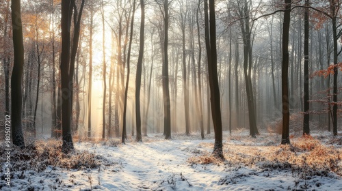 Winter forest landscape with soft sunlight filtering through bare trees and light snow covering the ground