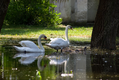 Fototapeta Naklejka Na Ścianę i Meble -  Beautiful white swan with children. Swans swim through a flooded park. Offspring of swans