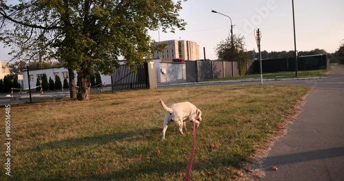 The dog is on a leash during the walk. The white Labrador Retriever is sniffing the grass on the lawn.