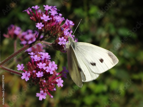 Small white butterfly (Pieris rapae), female feeding on purple verbena flowers photo