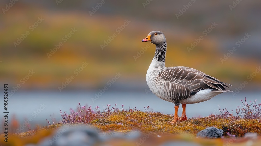 Greylag goose standing on colorful tundra in iceland Greylag goose standing on colorful tundra in iceland