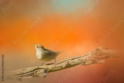 Collage style seamless pattern design. Hand-sketched bird on dahlia flower. Trendy background with botanical, geometric shapes, and abstract elements. Perfect for print, wrapping paper, packaging.