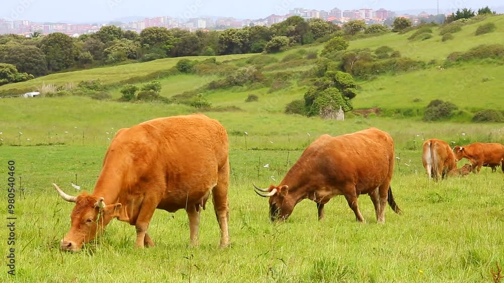 Reddish cow typical of northern Spain, grazing in the open field Reddish cow typical of northern Spain, grazing in the open field