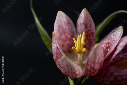 Macro photo of hazel grouse fritillaria meleagris flowers on a black background. Blur and selective focus.