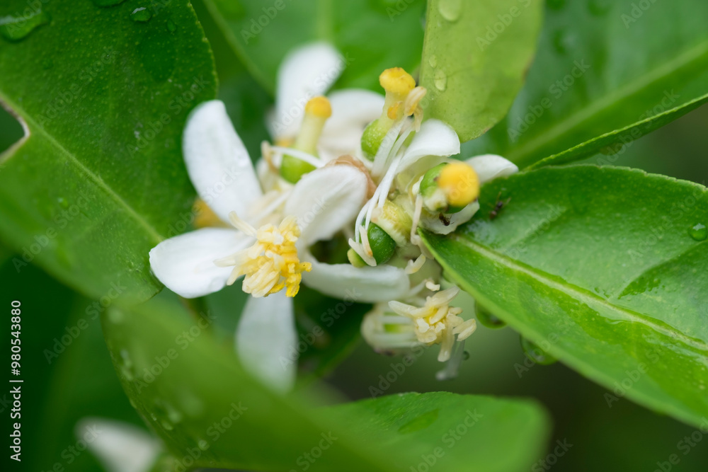 Obraz premium Blossom flower of lime with green leaf and small insects on lime tree with water drop from raining close up selective focus.