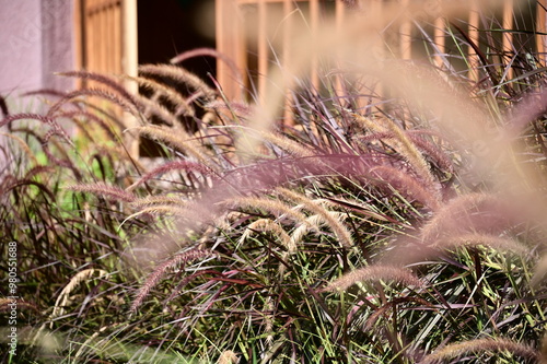 A close-up of Pennisetum setaceum 'Rubrum,' also known as Purple Fountain Grass, showcases its dreamy, pink-purple inflorescences and slender, green-purple leaves. Native to tropical Africa. photo