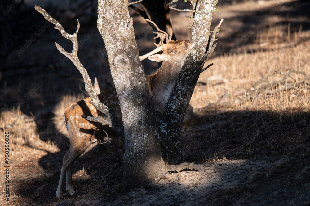 Obraz premium Gamos (Dama dama)