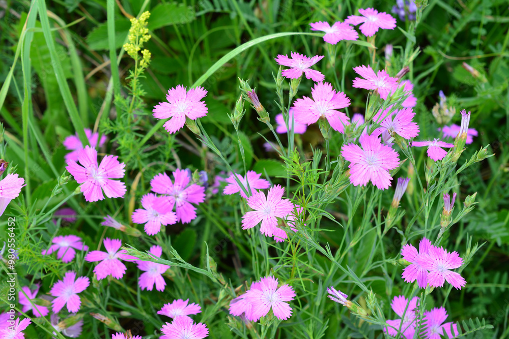 a field of purple carnation flowers among green grass wallpaper a field of purple carnation flowers among green grass wallpaper