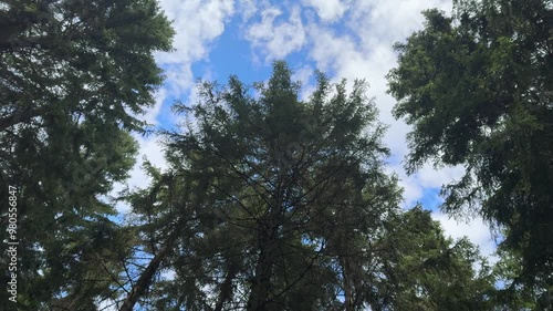 View at a spruce forest from the sky to the forest floor a sunny summer day