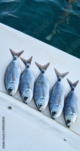 Five saddled seabreams at the rear of a boat photo