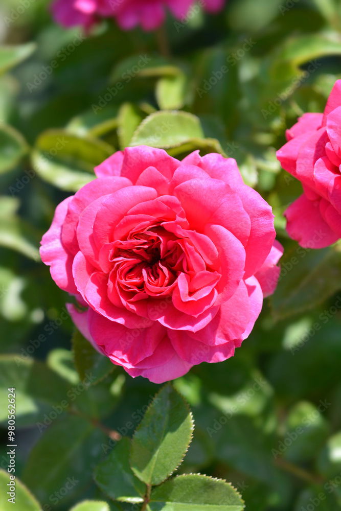 Rose Lovely Flower Village flower Rose Lovely Flower Village flower