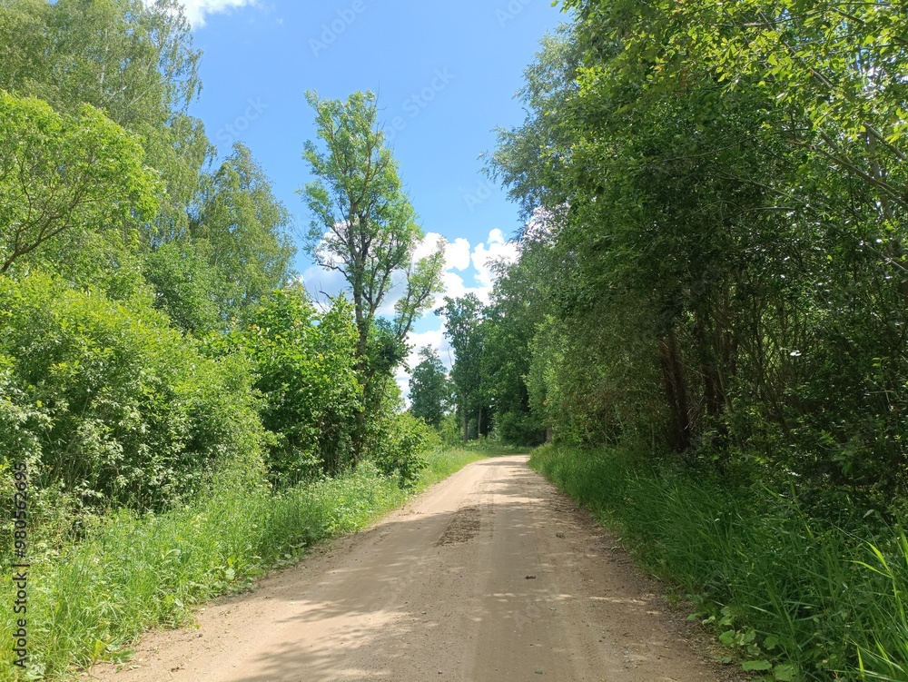 Road in forest in Siauliai county during sunny summer day. Oak and birch tree woodland. Sunny day with white clouds in blue sky. Bushes are growing in woods. Sandy road. Nature. Summer season. Miskas. Road in forest in Siauliai county during sunny summer day. Oak and birch tree woodland. Sunny day with white clouds in blue sky. Bushes are growing in woods. Sandy road. Nature. Summer season. Miskas.