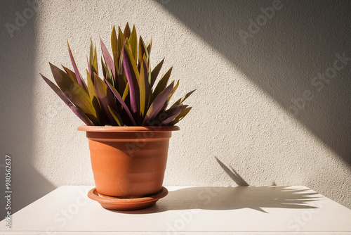 Pot with a plant Tradescantia illuminated by sunlight. Colored Tradescantia leaves. Selective focus (DOF) photo