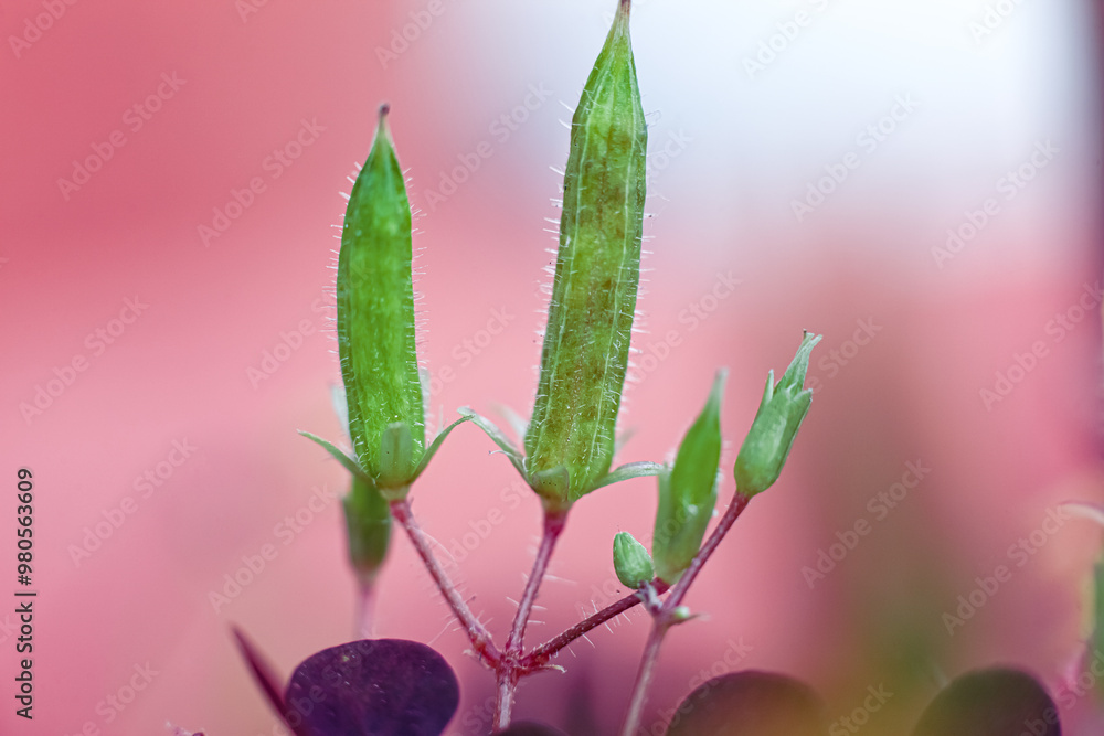 Obraz premium Macro photo of an unopened bud of a micro flower. Green buds on a pink background. 