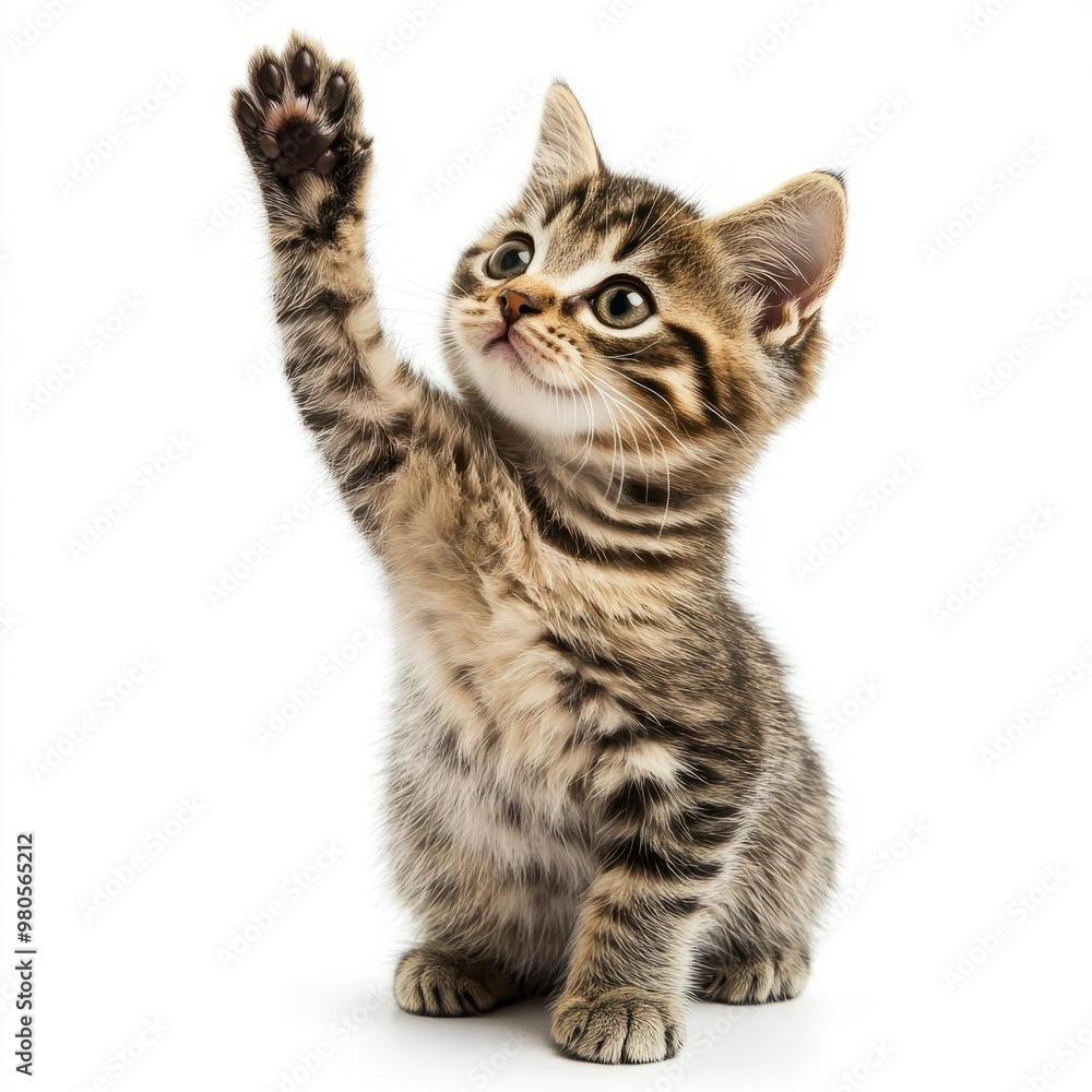 cute cat giving high five, isolated on white background cute cat giving high five, isolated on white background