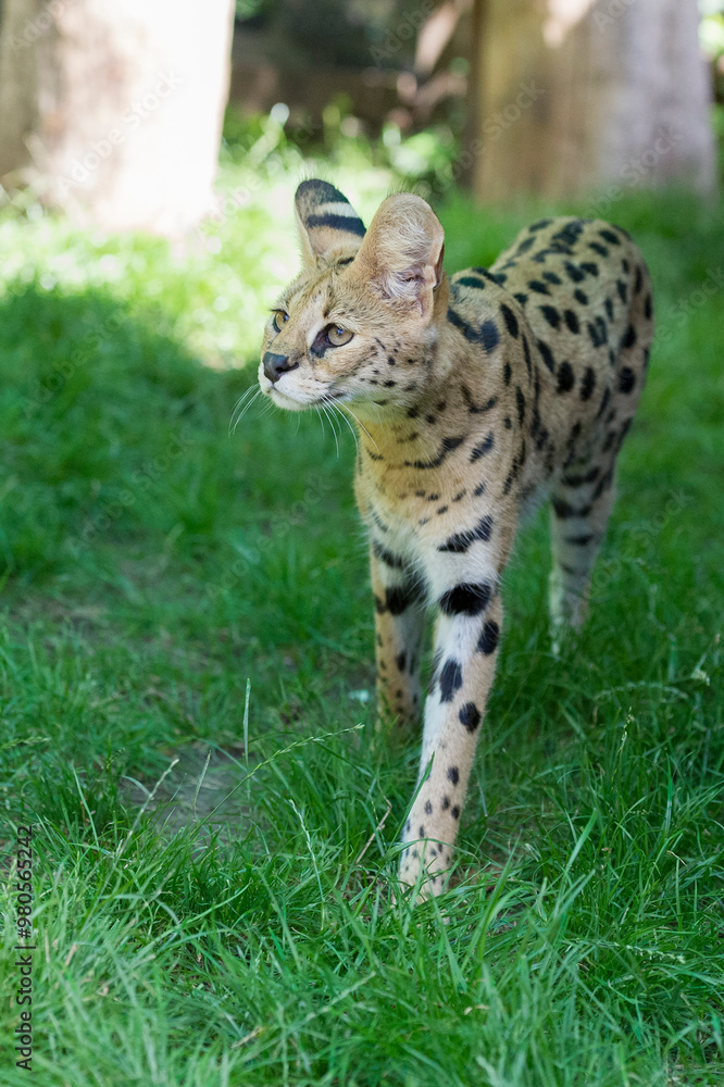Fototapeta premium Serval Katze im sonnigen Garten