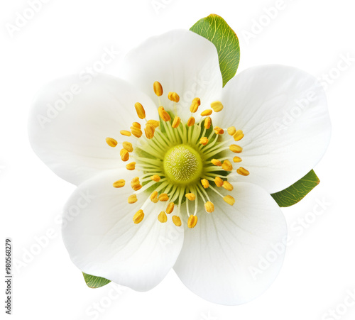 Top view of strawberry flower isolated on transparent background #980568279