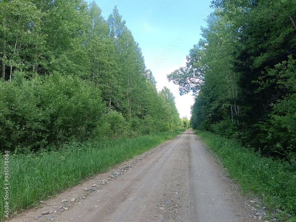 Road in forest in Siauliai county during sunny summer day. Oak and birch tree woodland. Sunny day with white clouds in blue sky. Bushes are growing in woods. Sandy road. Nature. Summer season. Miskas. Road in forest in Siauliai county during sunny summer day. Oak and birch tree woodland. Sunny day with white clouds in blue sky. Bushes are growing in woods. Sandy road. Nature. Summer season. Miskas.