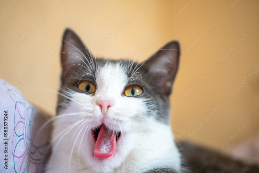 Cat Yawning Bed Close-up Portrait of a white and gray cat yawning while lying on a bed. Cat Yawning Bed Close-up Portrait of a white and gray cat yawning while lying on a bed.