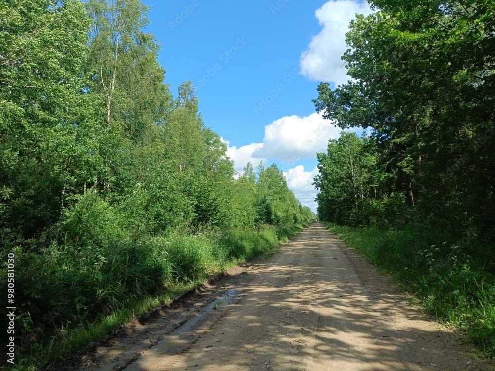 Road in forest in Siauliai county during sunny summer day. Oak and birch tree woodland. Sunny day with white clouds in blue sky. Bushes are growing in woods. Sandy road. Nature. Summer season. Miskas. Road in forest in Siauliai county during sunny summer day. Oak and birch tree woodland. Sunny day with white clouds in blue sky. Bushes are growing in woods. Sandy road. Nature. Summer season. Miskas.