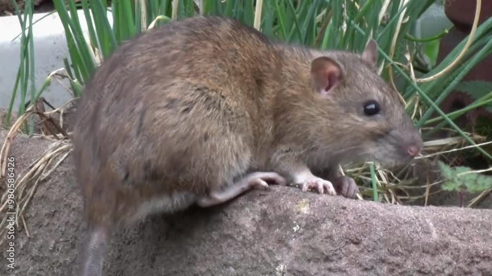 A Brown Rat, Rattus norvegicus. They are known by many other names such as, Sewer Rat, Street Rat, Hanover Rat. A Brown Rat, Rattus norvegicus. They are known by many other names such as, Sewer Rat, Street Rat, Hanover Rat.