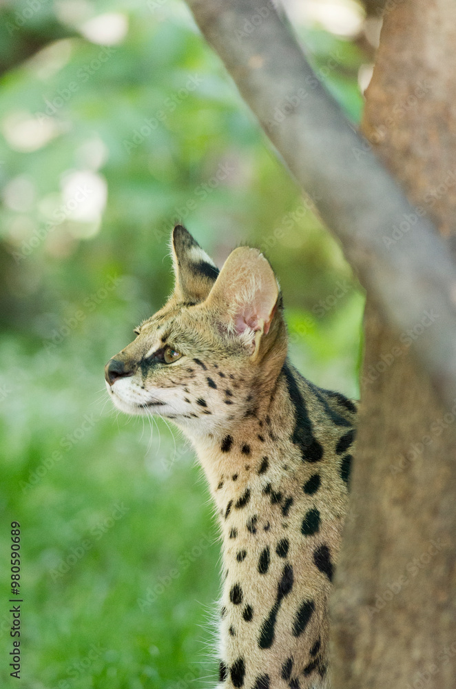 Fototapeta premium Porträt einer Serval Katze im Garten