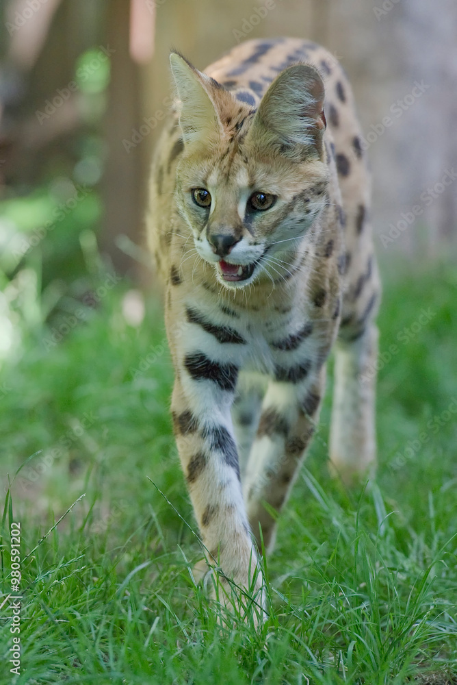 Serval Katze läuft durch den Garten Serval Katze läuft durch den Garten