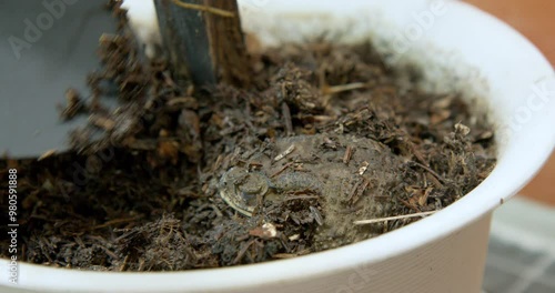 A toad hiding in the soil while gardener removes it from the plant pot. Amphibian hibernation in winter is harmful for house plants as they burrow and dig holes in the soil. People, plant care, garden photo