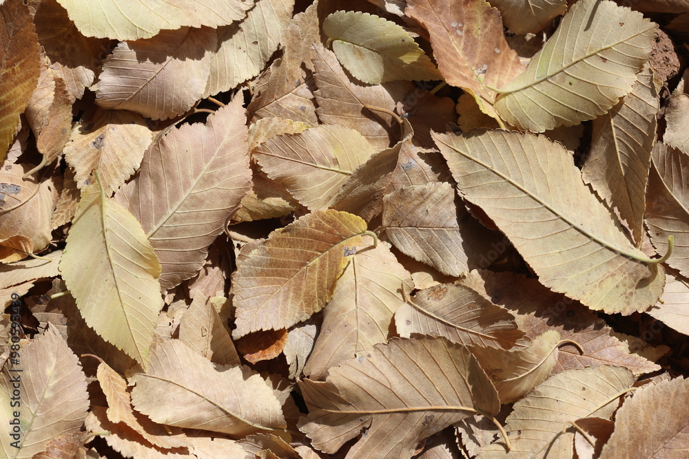 Leaves of a field elm (Ulmus minor) fallen on ground in autumn Leaves of a field elm (Ulmus minor) fallen on ground in autumn