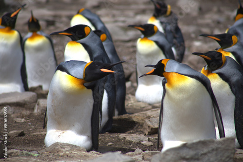 Принти на полотні King Penguins Incubating and Protecting Eggs on the Falkland Islands