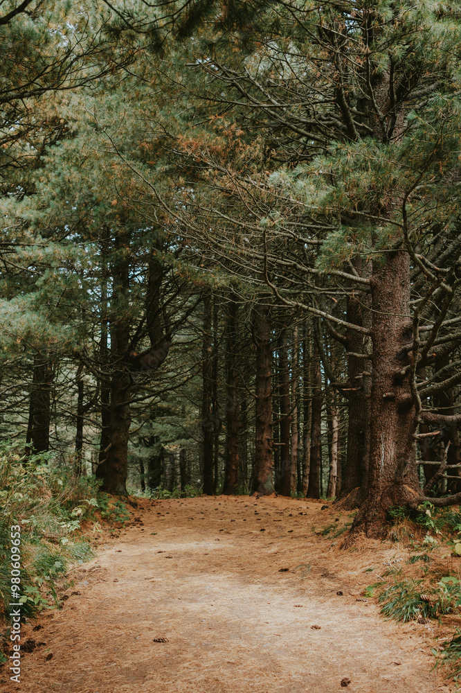 Obraz premium path in the woods