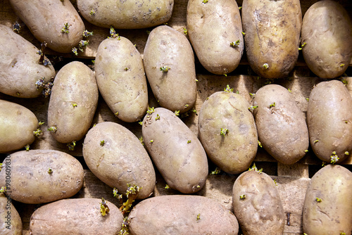Photos Close-up of russet potatoes with eyes and sprouts on a rustic wooden table in or