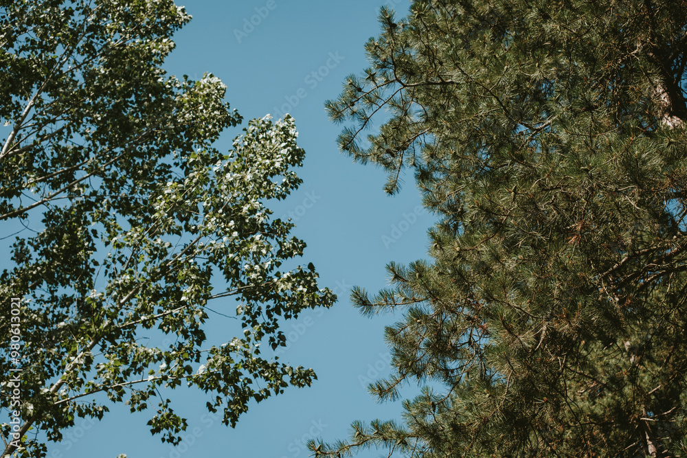 Fototapeta premium trees in the sky