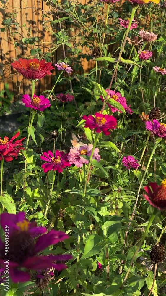 A hawk moth collects pollen. Hawk moth collecting nectar. Hornworm butterfly in collecting pollen from blooming flower on flowerbed. Summer season. A hawk moth collects pollen. Hawk moth collecting nectar. Hornworm butterfly in collecting pollen from blooming flower on flowerbed. Summer season.