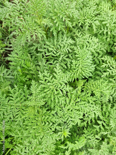 Blätter der Färberkamille im Herbst
