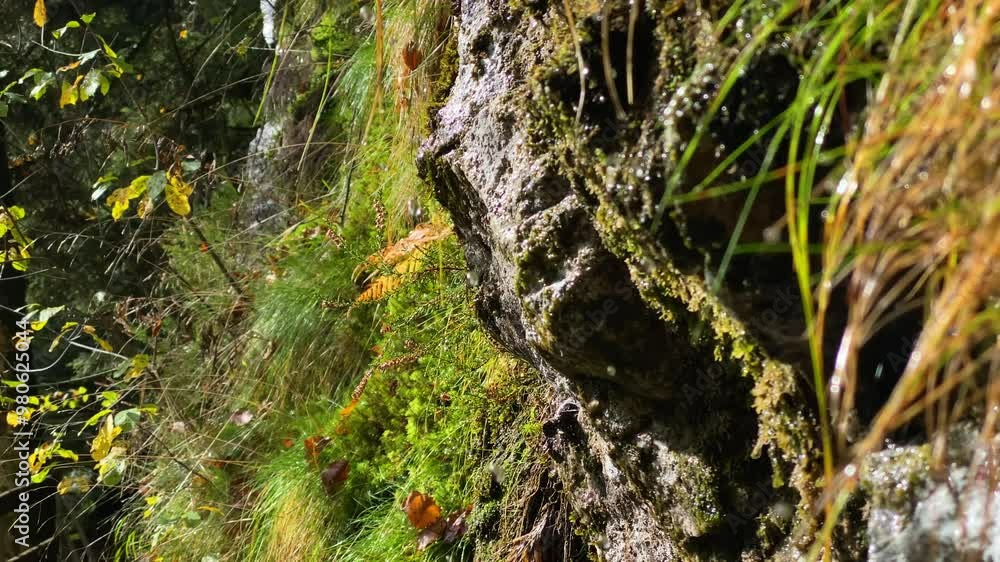 Handheld view of multiple water drips from grass blades against a stone background, approaching a spring of clean, pure, ringing water an environmental protection concept Handheld view of multiple water drips from grass blades against a stone background, approaching a spring of clean, pure, ringing water an environmental protection concept