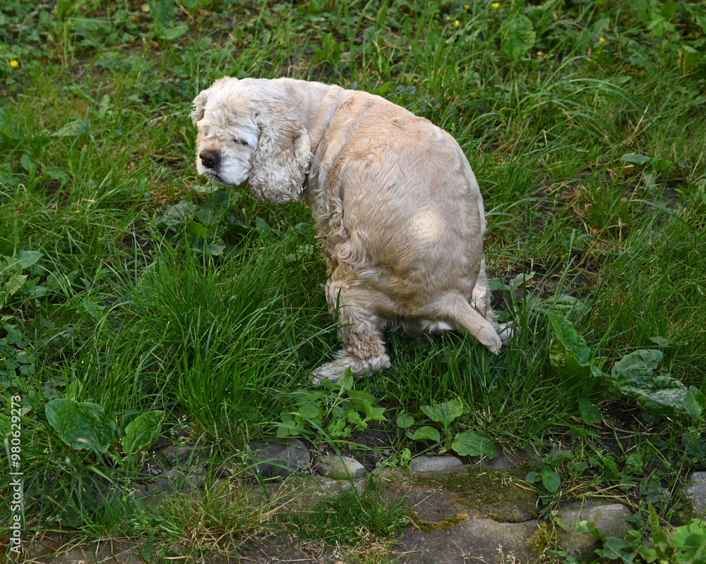 Spaniel poops outdoors