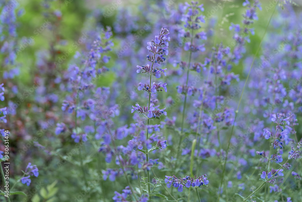 Flowering plant Nepeta Faassenii (Walker's Low) close-up. Catmint or Faassen's catnip in an outdoor meadow