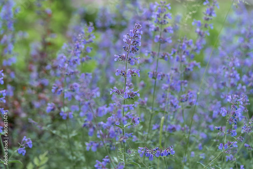 Obraz na płótnie Flowering plant Nepeta Faassenii (Walker's Low) close-up. Catmint or Faassen's catnip in an outdoor meadow w salonie