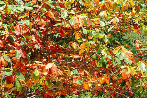  Tropical Almond, Indian almond, False kamani - red and Green leaf color abstract background. - image form surin island Phang Nga Thailand 