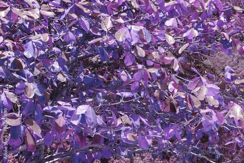  Tropical Almond, Indian almond, False kamani - Purple leaf color abstract background. - image form surin island Phang Nga Thailand 