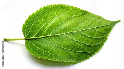 A simple, green leaf with a rounded tip and lobed edges, set against a white background, with gentle creases and veins visible. photo