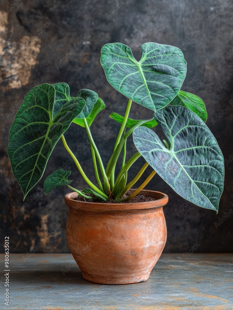 Fototapeta premium Elegant Leafy Plant in a Brown Pot