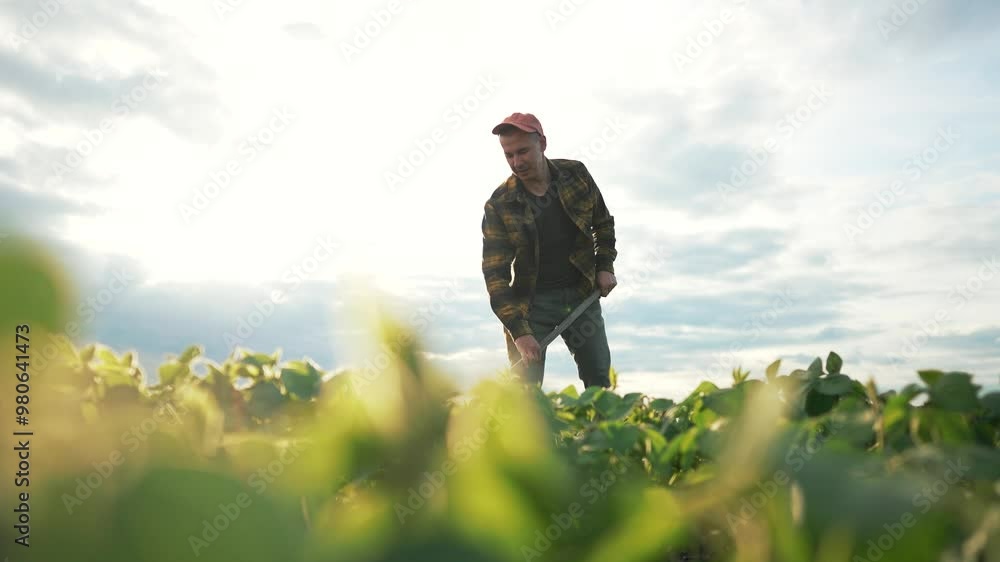 Farmer plaid shirt working with hoe. Man hoeing soybean plants. Farmer using hoe tool to tend to soybean crops. Agricultural work with hoe tool in soybean field. Farmer with hoe tool in soybean field. Farmer plaid shirt working with hoe. Man hoeing soybean plants. Farmer using hoe tool to tend to soybean crops. Agricultural work with hoe tool in soybean field. Farmer with hoe tool in soybean field.